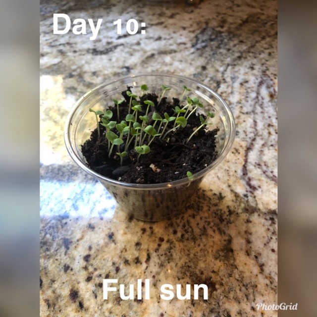 experiment 1 effect of sunlight on mung beans